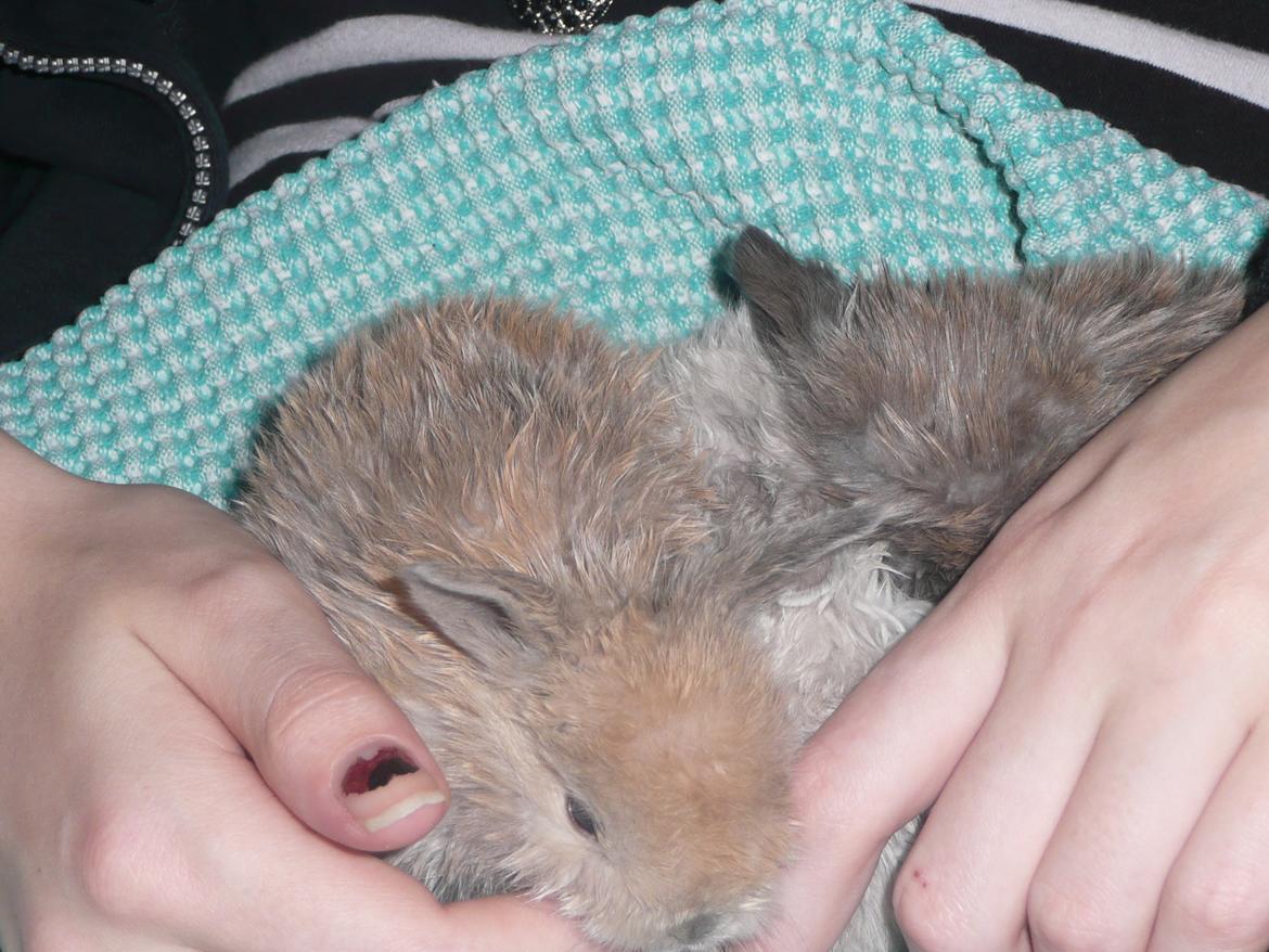 Kanin Nuga - Nuga sover med Bamse og Snefnug <3 billede 5