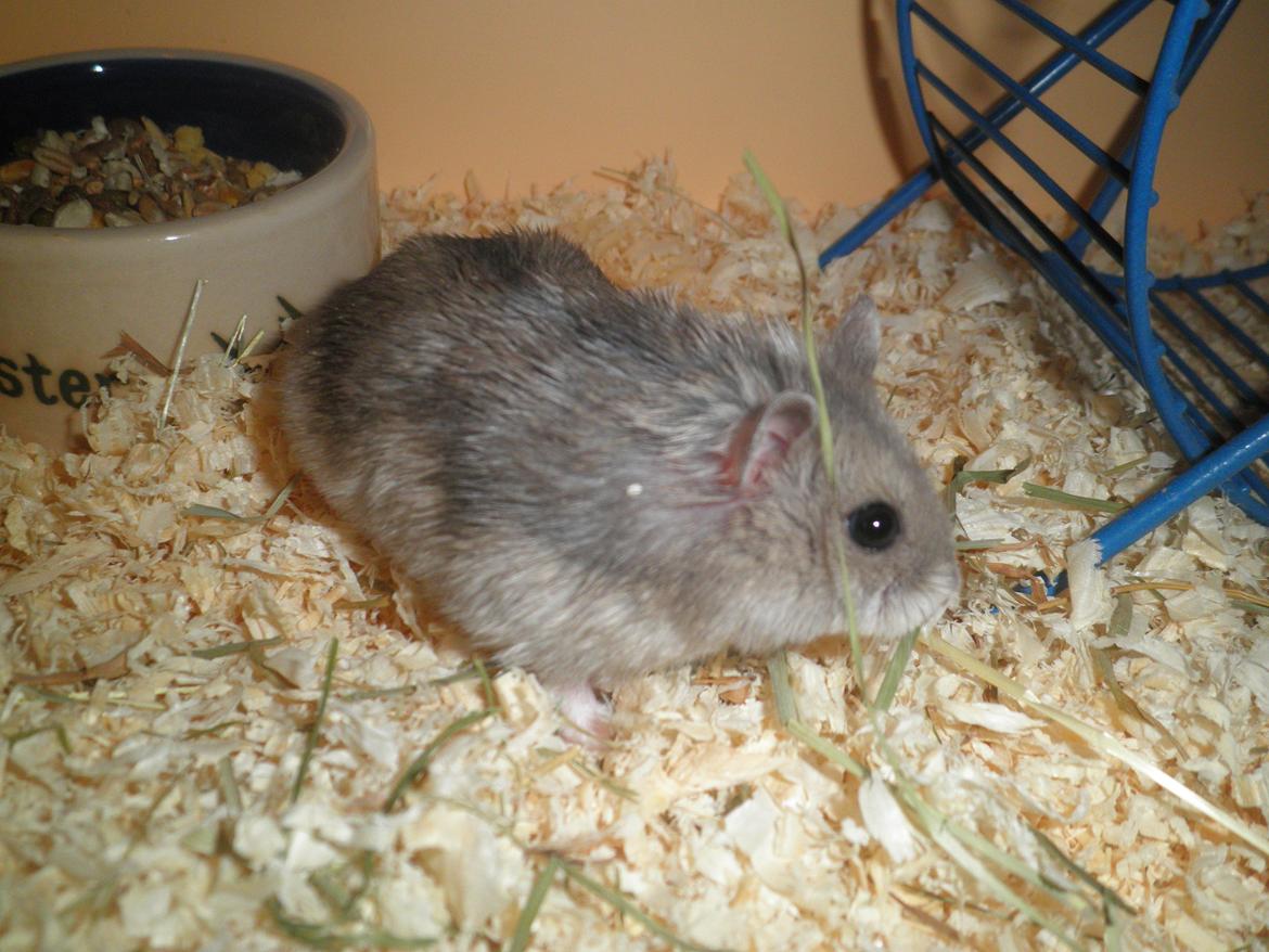 Dværghamster Alicia <3 *R.I.P* - Min lille skat :-* billede 3