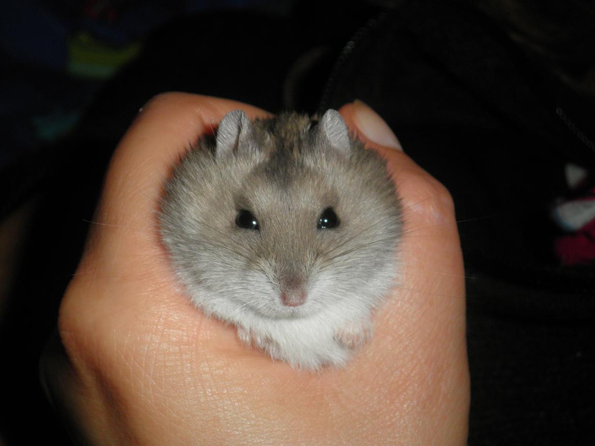 Dværghamster Alicia <3 *R.I.P* - 'Nuurh<3 lille Alicia i mors hånd ;-) Dette billed ertaget samme dag som jeg fik hende. billede 4