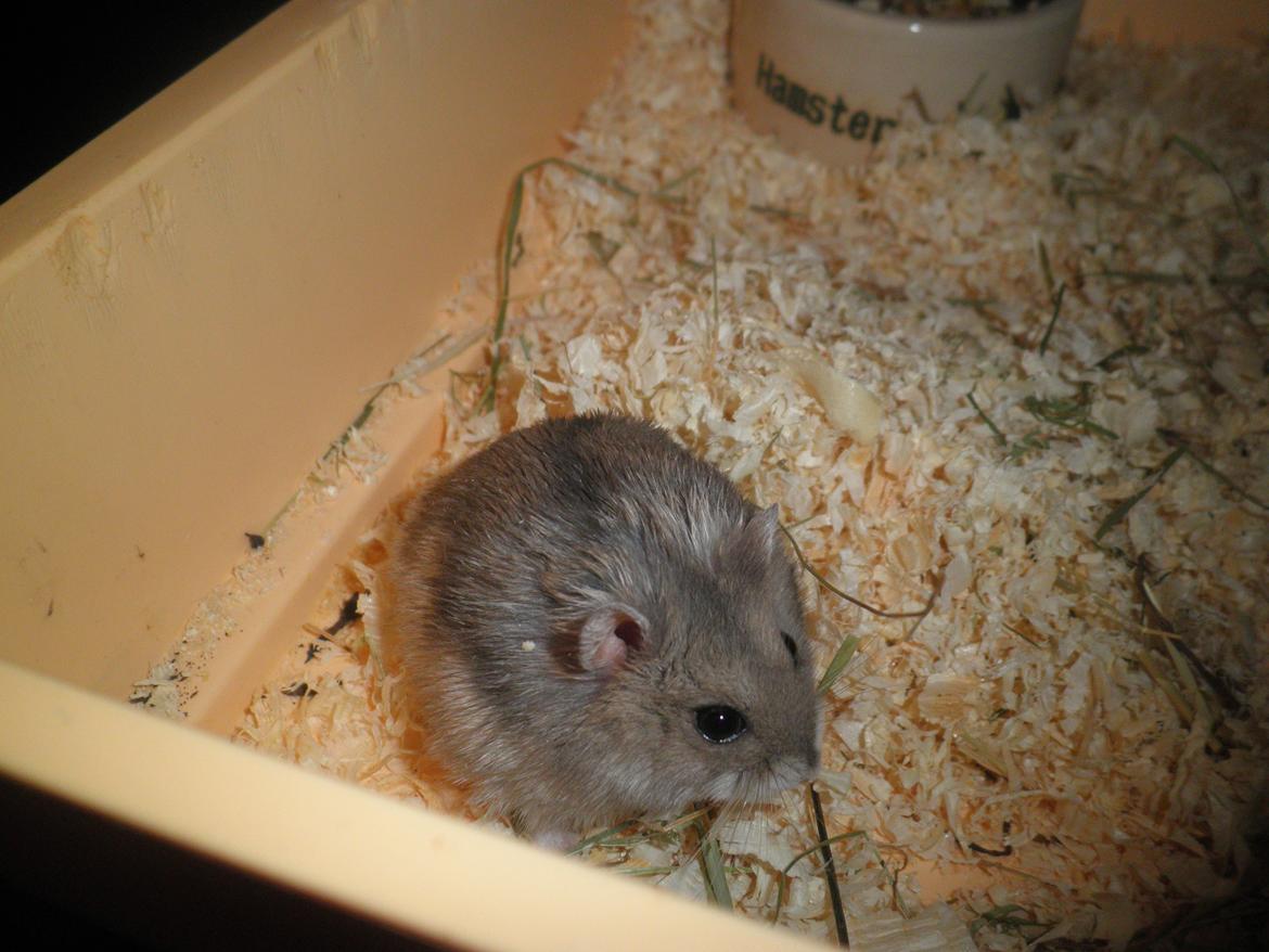 Dværghamster Alicia <3 *R.I.P* - Alicia i sit bur :-D - Billedet er taget samme dag som jeg fik hende <3. billede 5