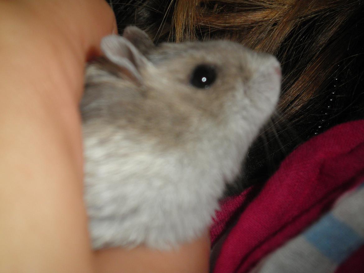 Dværghamster Alicia <3 *R.I.P* - Alicia i mors hånd :-* - Billedet er taget samme dag som jeg fik hende<3 billede 6