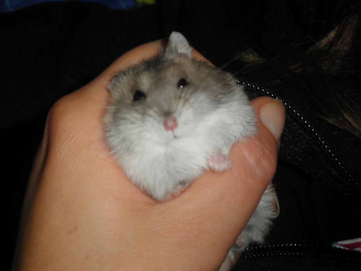 Dværghamster Alicia <3 *R.I.P* - Alicia i mors hånd<3 - Billedet er taget samme dag som jeg fik hende :-) billede 13