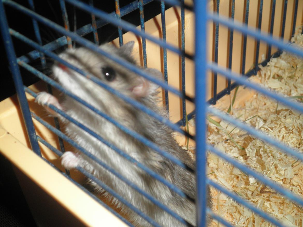 Dværghamster Alicia <3 *R.I.P* - Alicia vil gerne ud af buret, heheh ;-) <3 - Billedet er taget samme dag som jeg fik hende .. billede 15