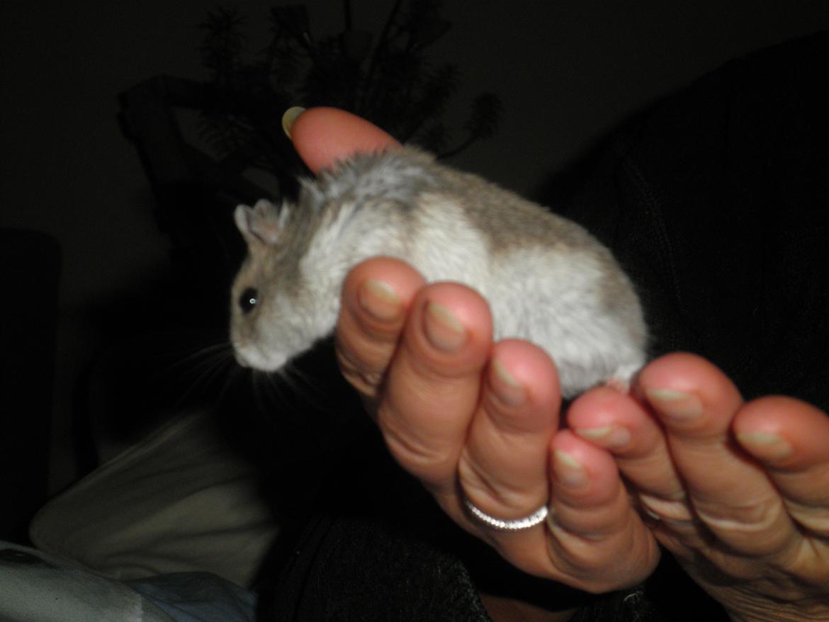 Dværghamster Alicia <3 *R.I.P* - Alicia, der overvejer at hoppe ned ;O <3 - Billedet er taget samme dag som jeg fik hende :-* billede 16