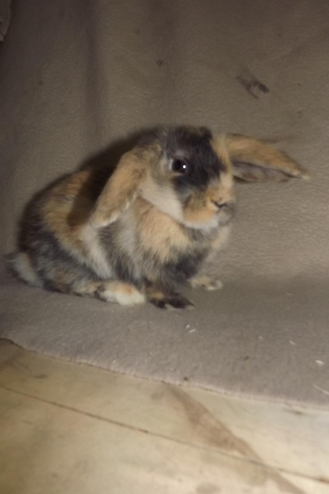 Kanin Ebber! (Ebsi) - Som lille billede 4