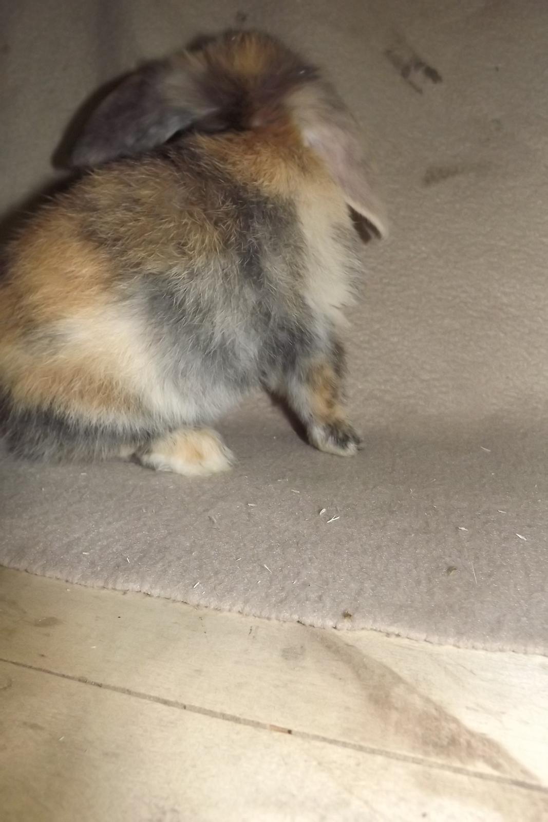 Kanin Ebber! (Ebsi) - smukke farve!  billede 5