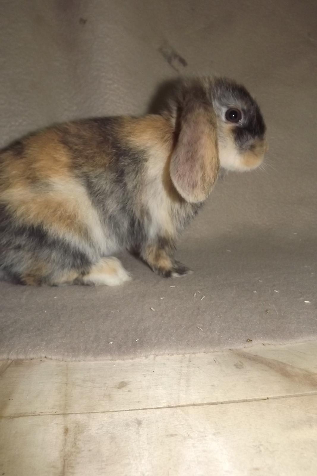 Kanin Ebber! (Ebsi) - Tadaah billede 6