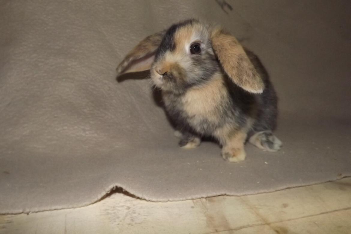 Kanin Ebber! (Ebsi) billede 10