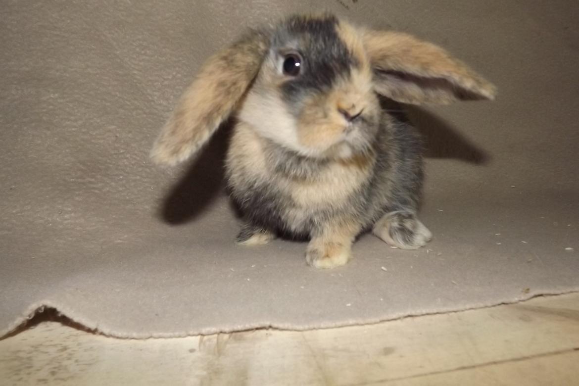 Kanin Ebber! (Ebsi) billede 11