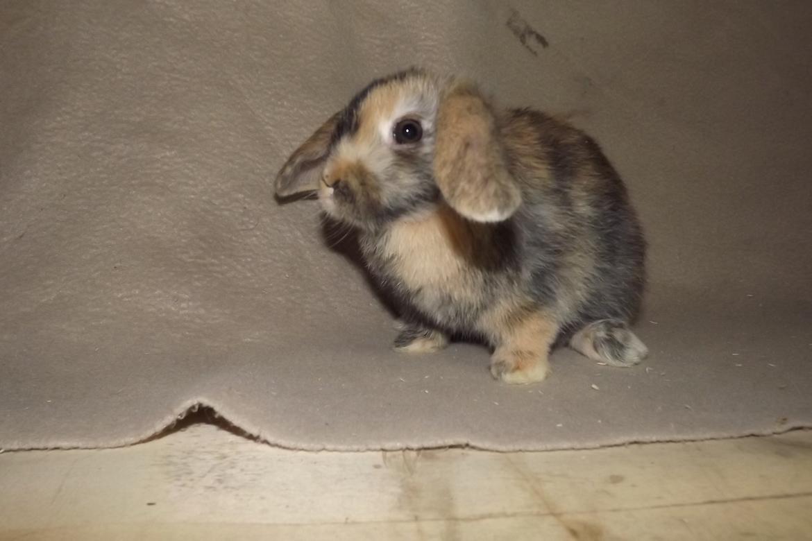 Kanin Ebber! (Ebsi) billede 12