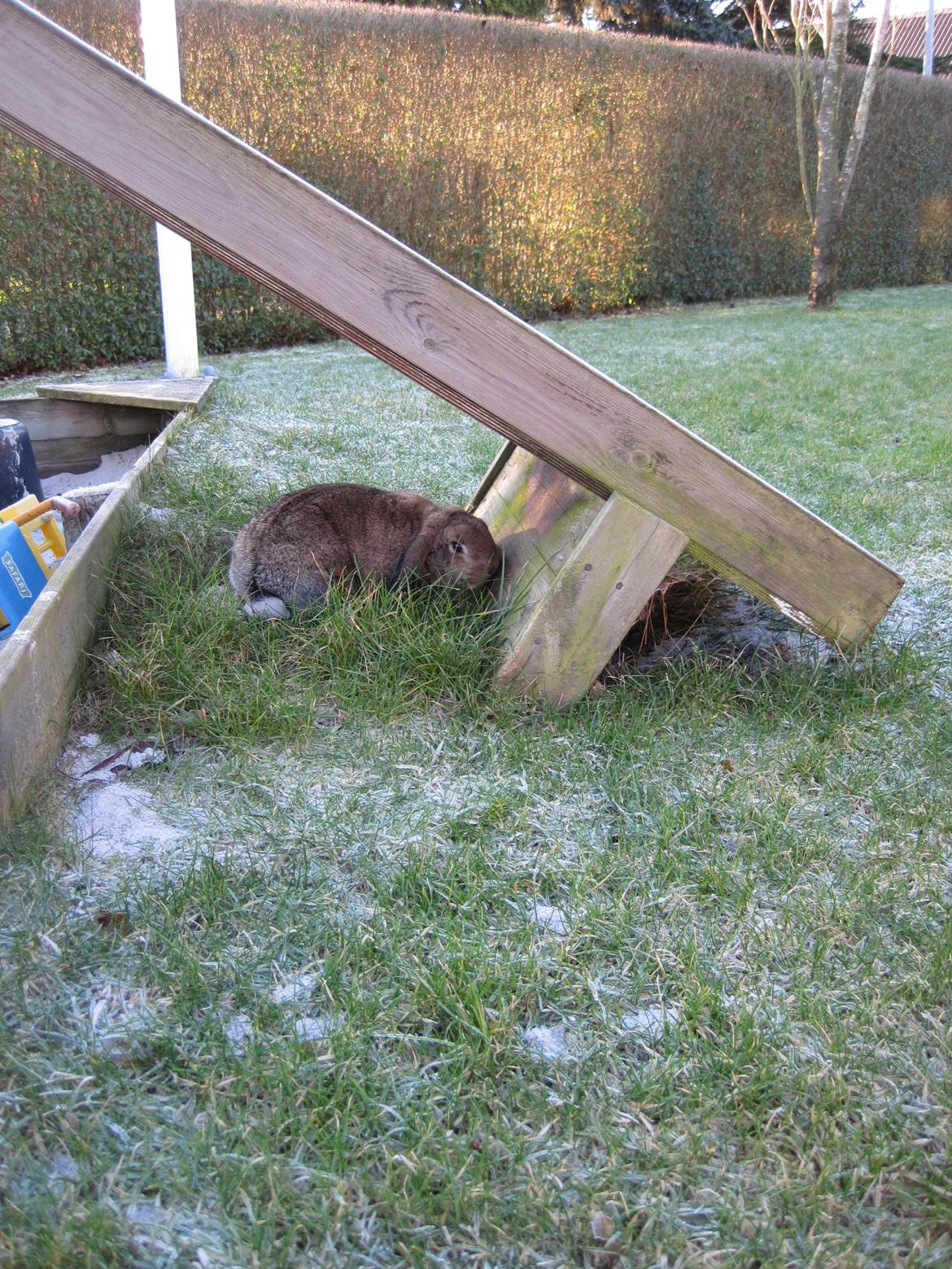 Kanin Tøzen - Lille Tøzen hygger under rutcebanen. billede 2
