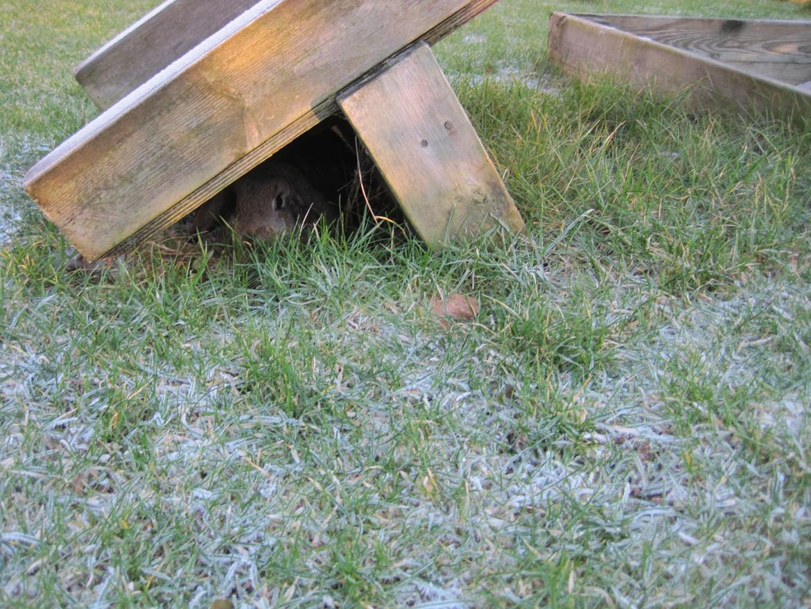 Kanin Tøzen - "HYGGER"!! billede 3