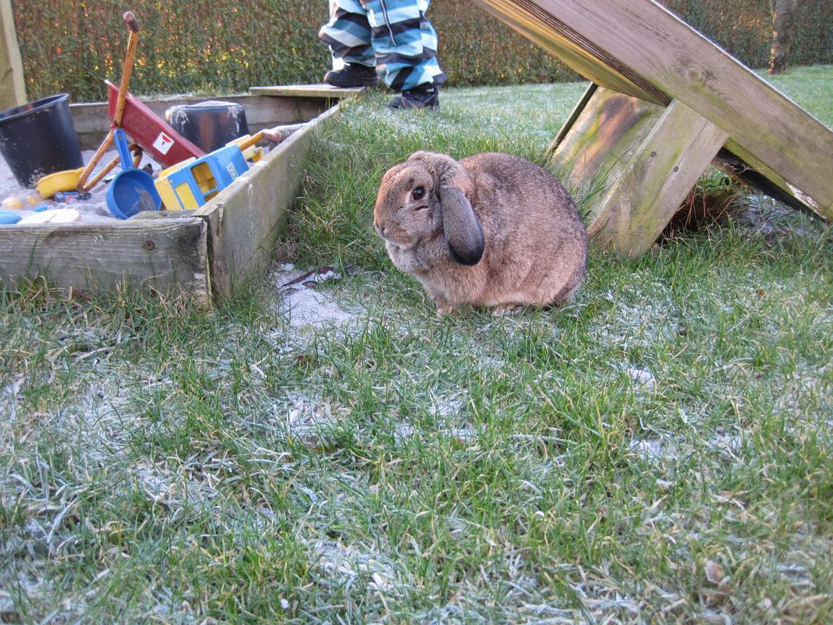 Kanin Tøzen billede 4