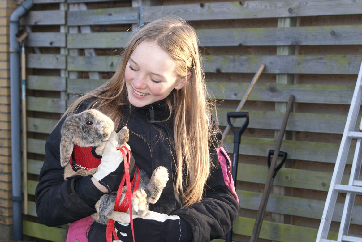 Kanin (DV) Kong Richard I  |Møffe| - Smukke drengen og Jeg <3 billede 4