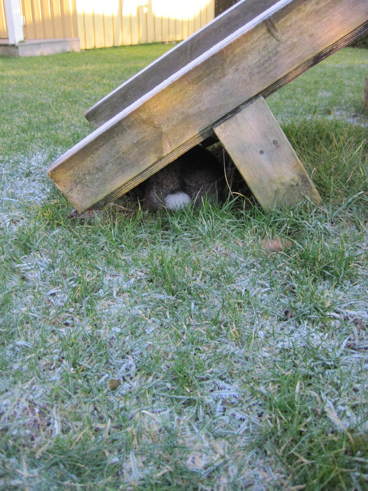 Kanin Tøzen - Farvel.. :D
Læg gerne en kommentar og en bedømmelse. billede 11