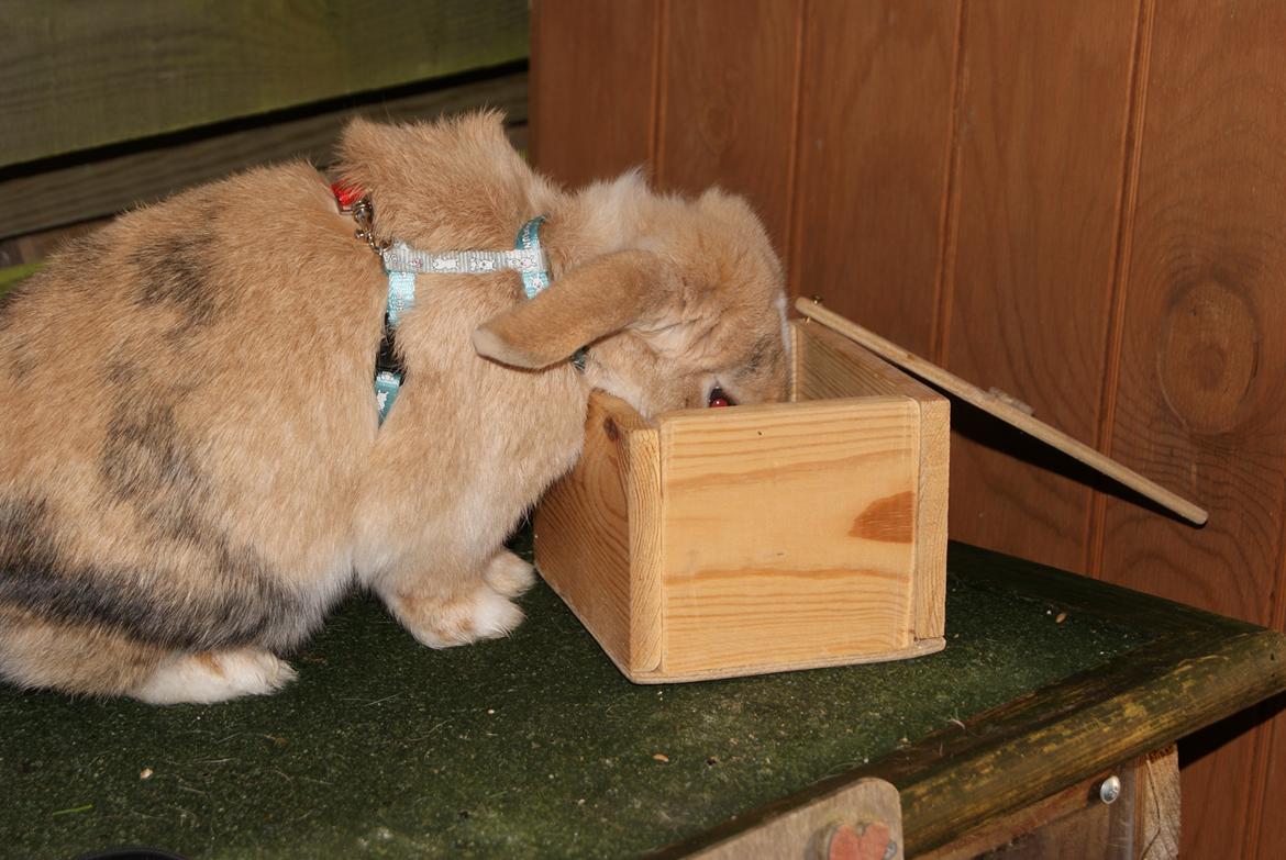 Kanin |DV| Aras´ Piccoli - Pig igang med det sædvanlige, at spise :^* billede 4