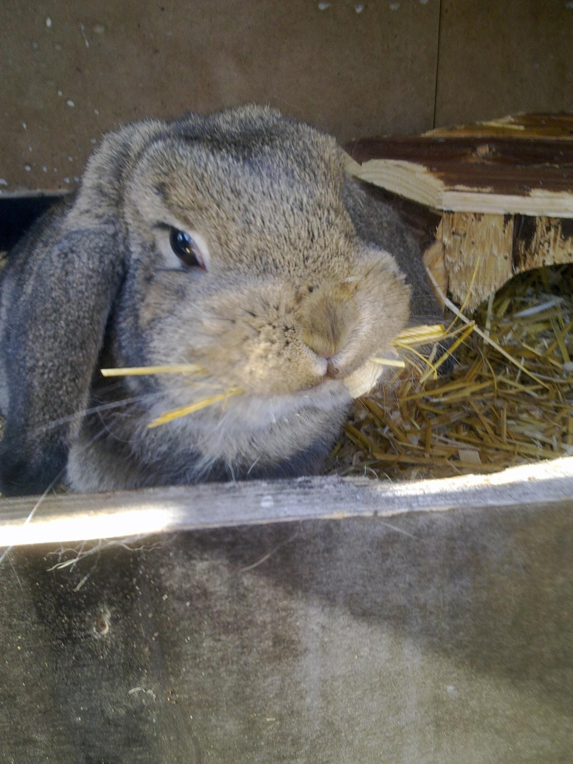 Kanin Tøzen - Bygger rede? :D billede 6