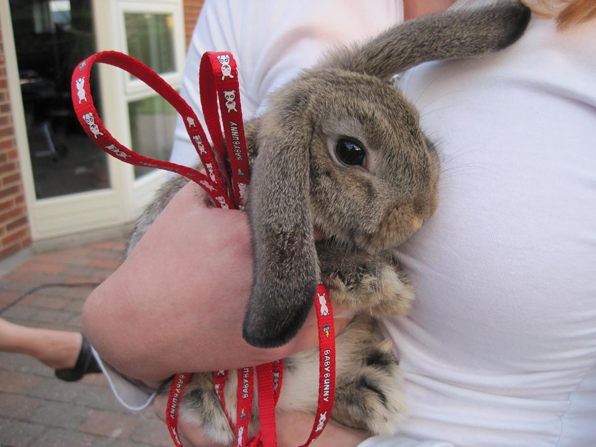 Kanin Tøzen billede 1