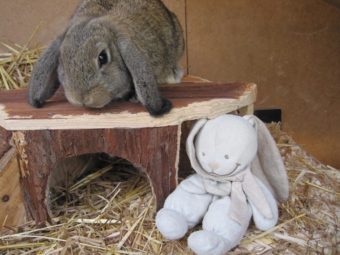 Kanin Tøzen billede 7