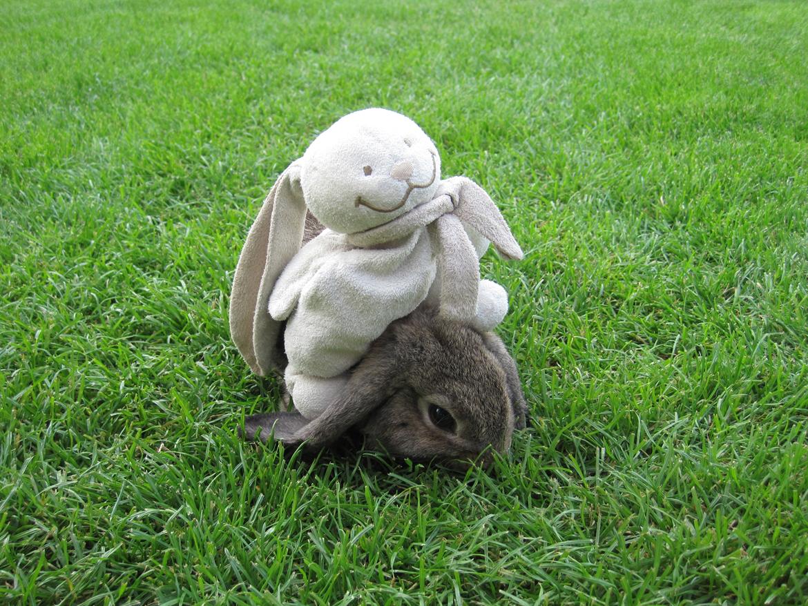 Kanin Tøzen billede 8