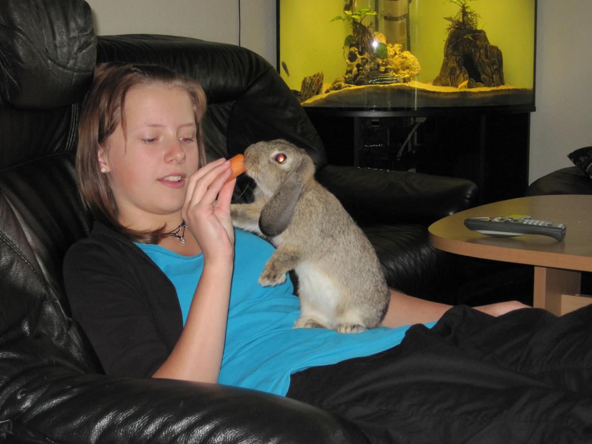 Kanin Tøzen billede 9