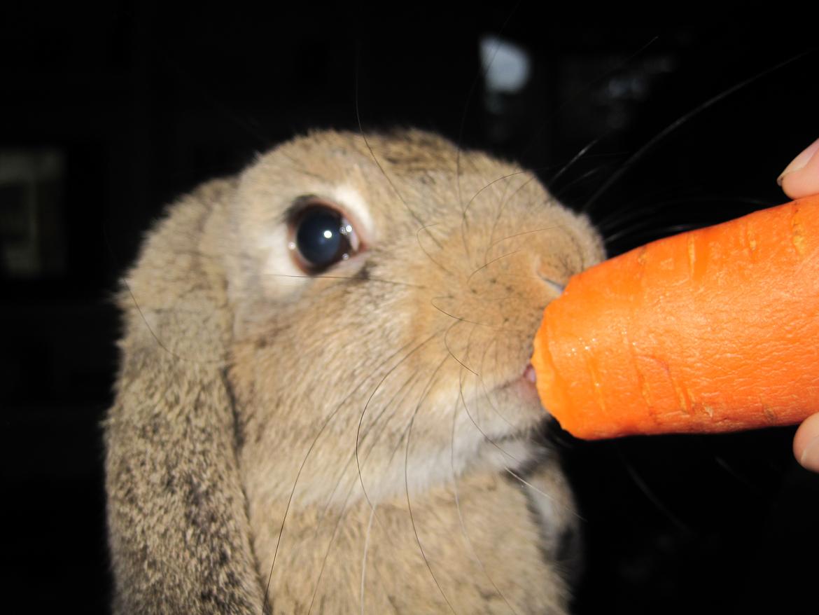 Kanin Tøzen billede 10