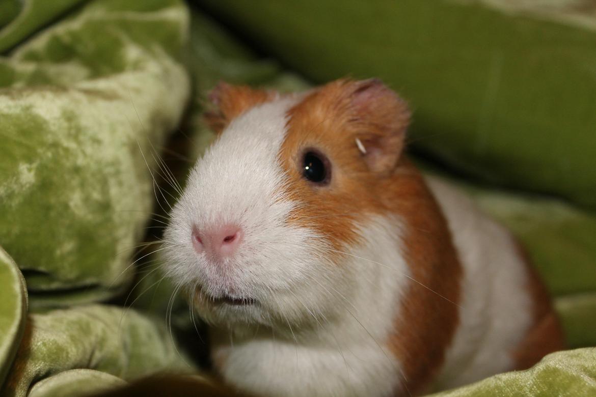 Marsvin Nelly billede 5