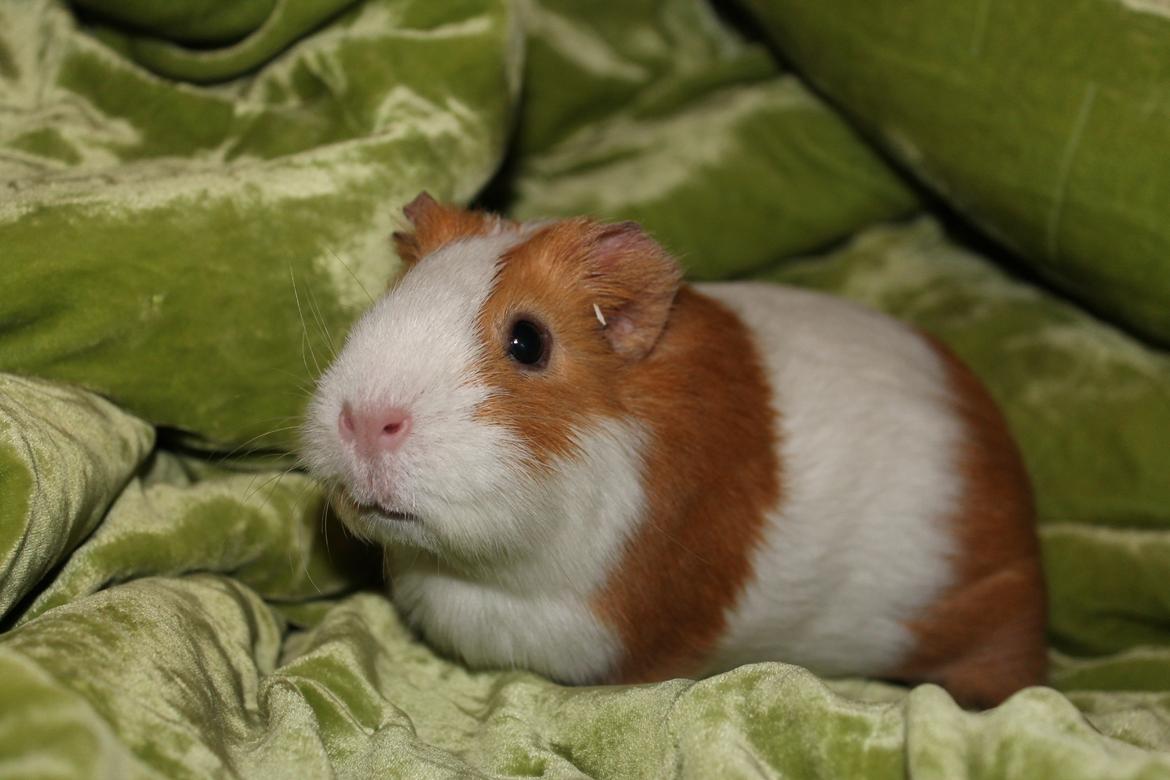 Marsvin Nelly billede 7