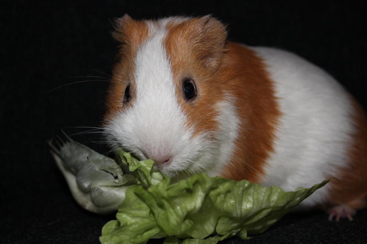 Marsvin Nelly billede 8