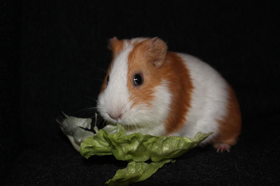 Marsvin Nelly billede 9