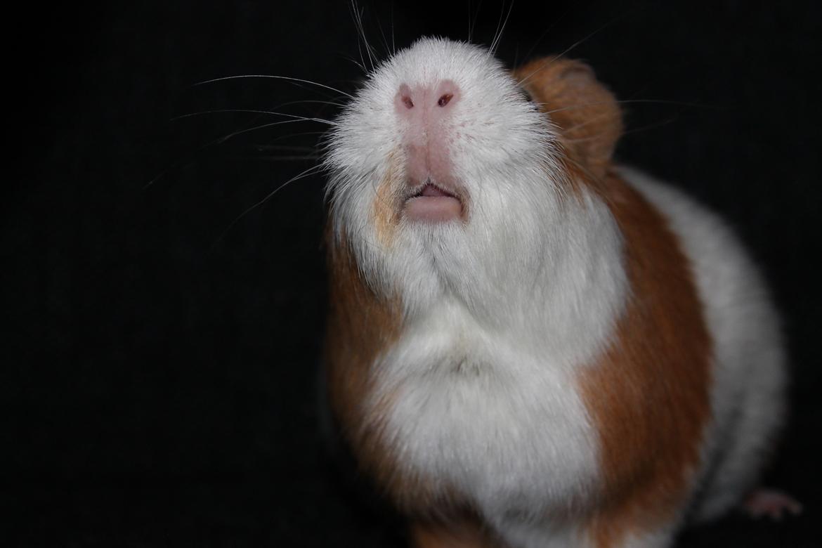 Marsvin Nelly billede 10