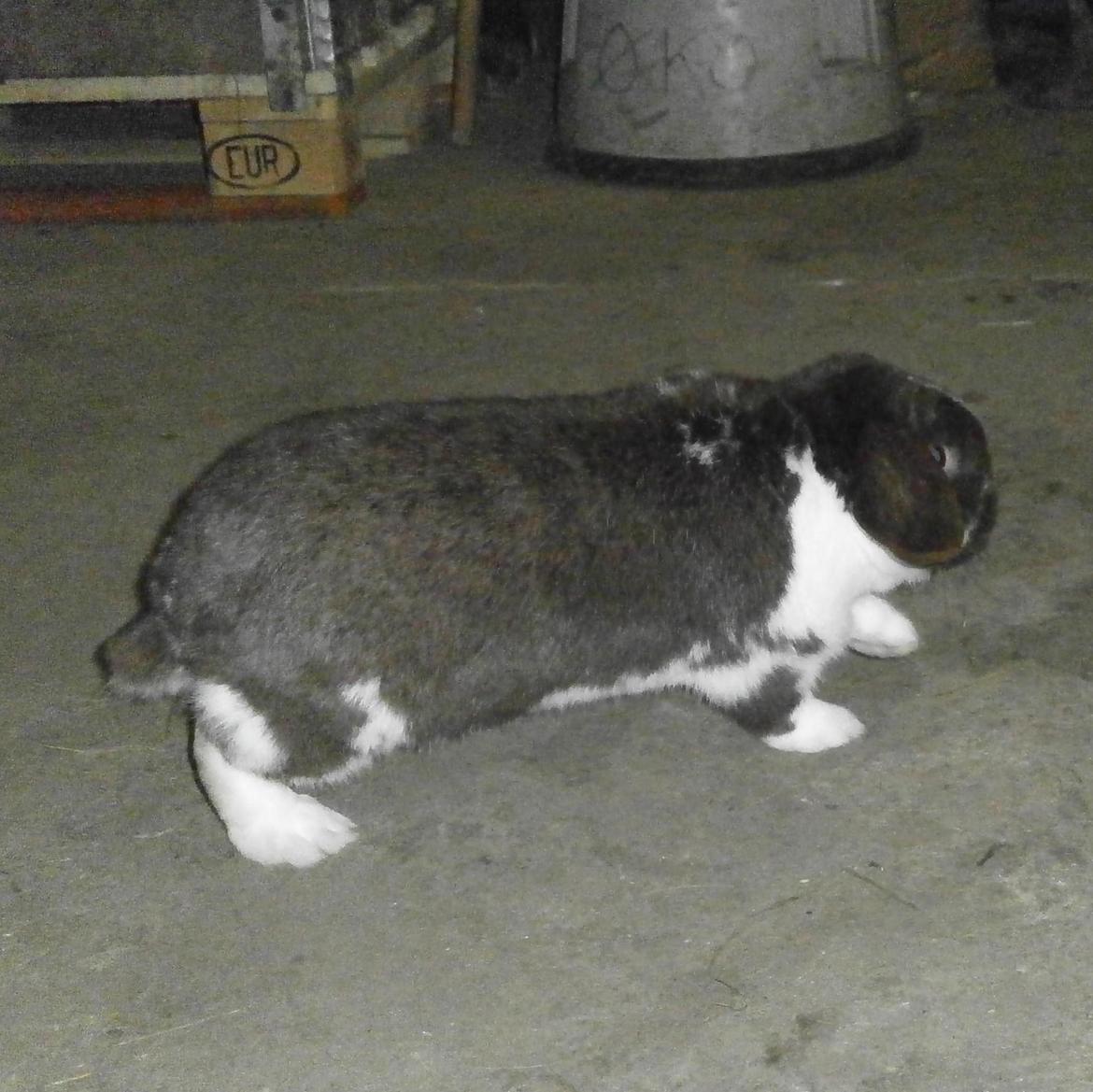 Kanin Tillas Zeus billede 16