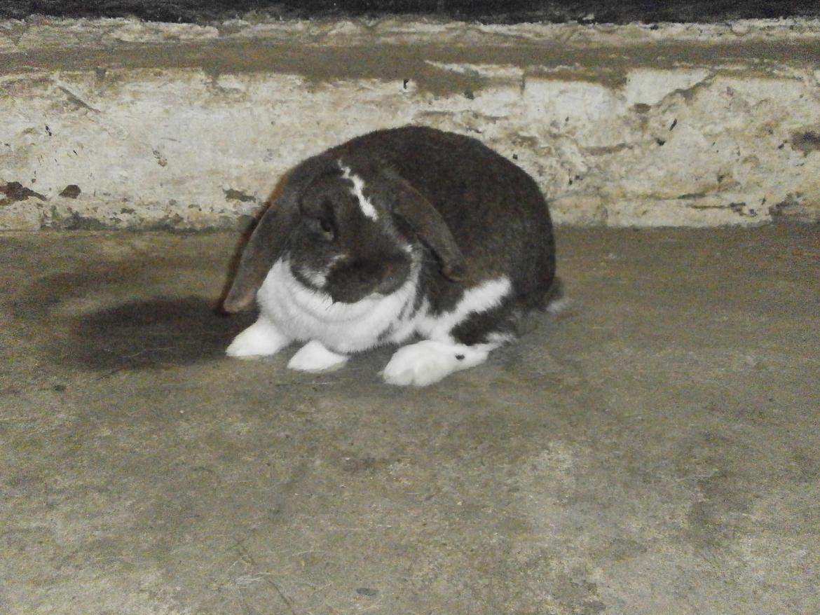 Kanin Tillas Zeus billede 17