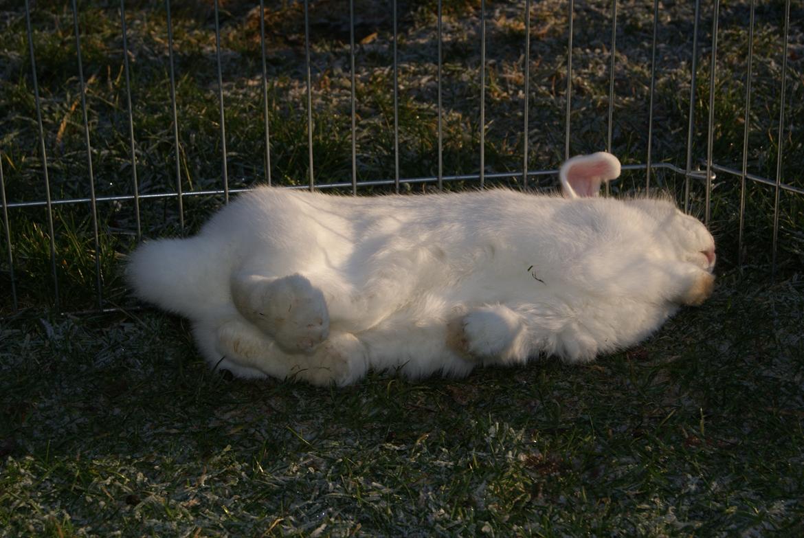 Kanin (DV) Bellissimo |Bellis| - I så godt humör var min pige den dag :P billede 6