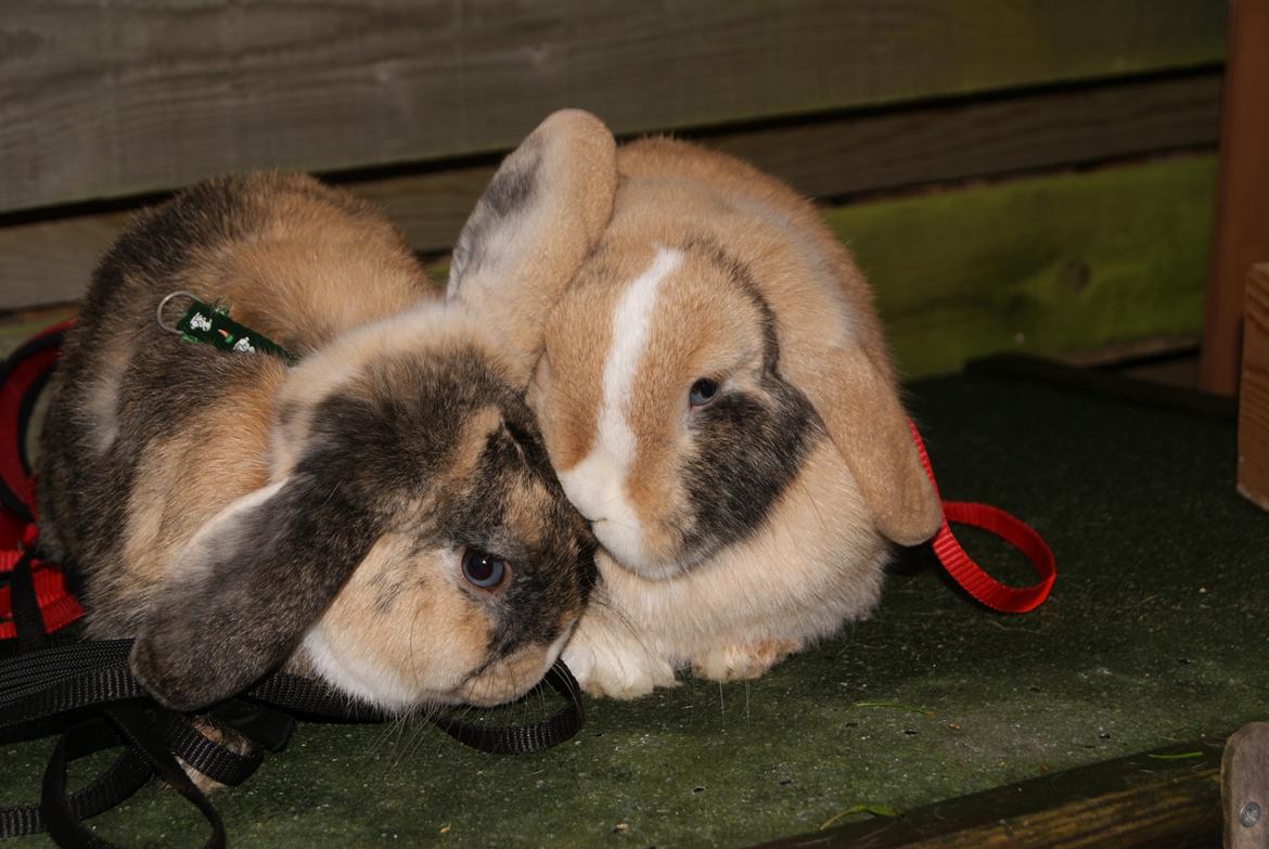 Kanin |DV| Aras´ Piccoli - Piccoli & Sprinter,,, et dejligt søskende par sammen til hop dag  :* billede 19