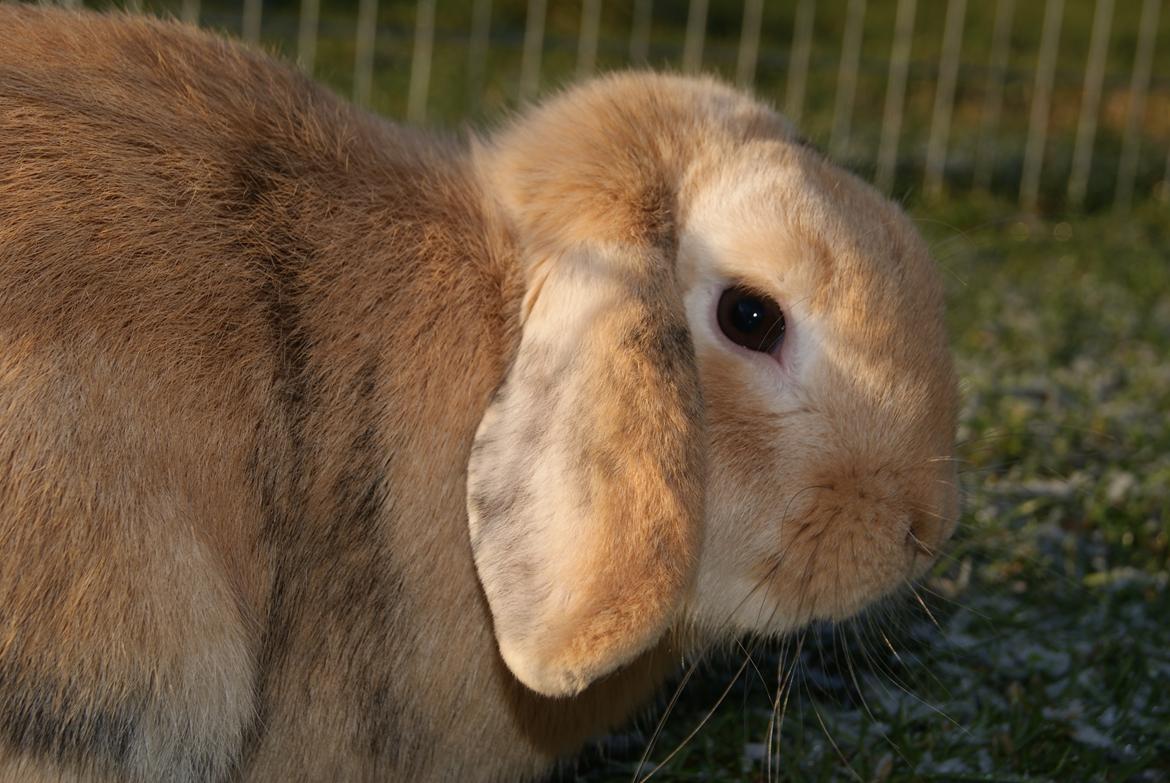 Kanin |DV| Fortunato *Nanse* - Smukke dreng :* billede 15