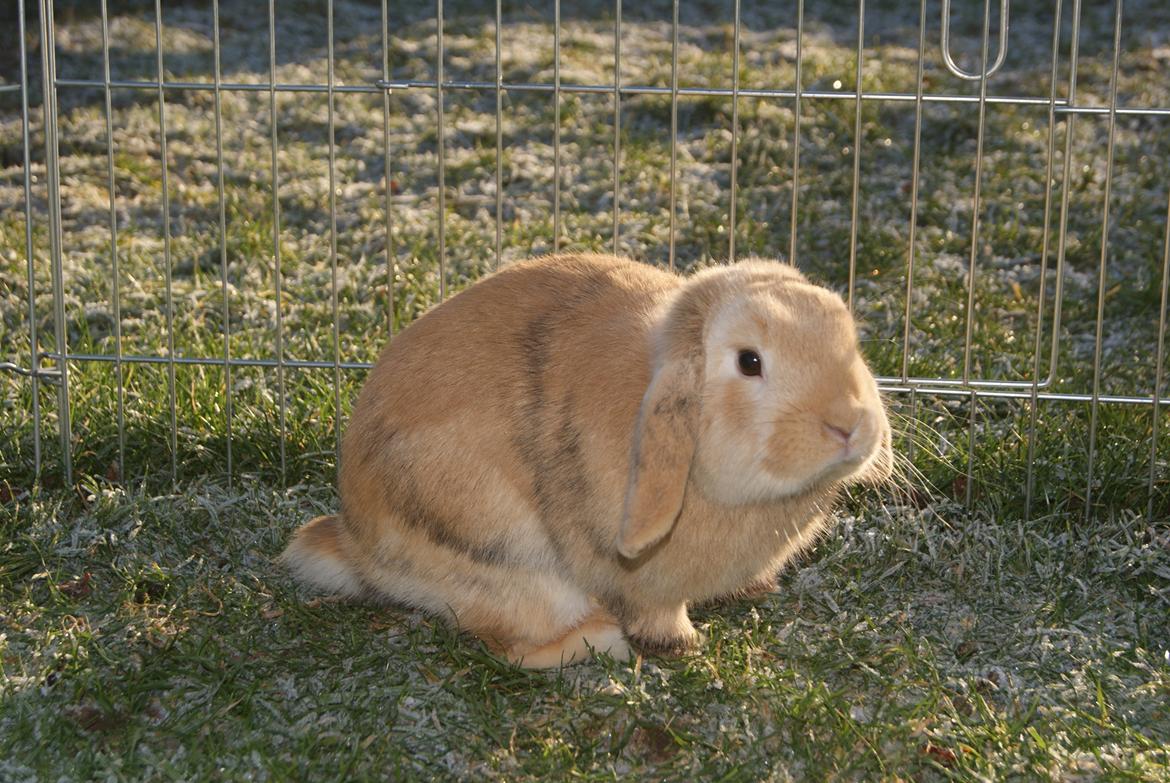 Kanin |DV| Fortunato *Nanse* - Drengen i løbe gaarden i det kolde :P billede 7