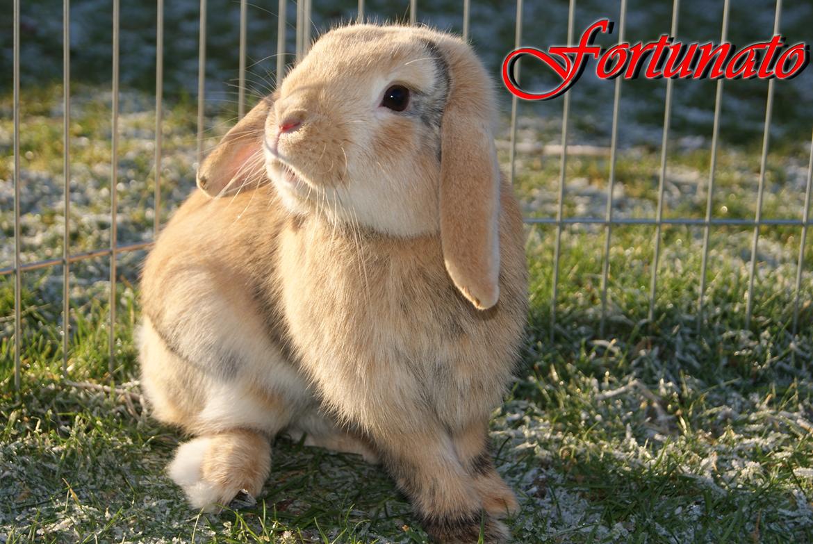 Kanin |DV| Fortunato *Nanse* - Fortunato som betyder heldig :* Hvilket han jo er :P billede 3