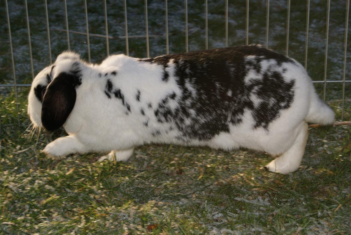 Kanin |DV| Aras´ Kasmira - Mira i fuld-fire-spring over græsset :* billede 15