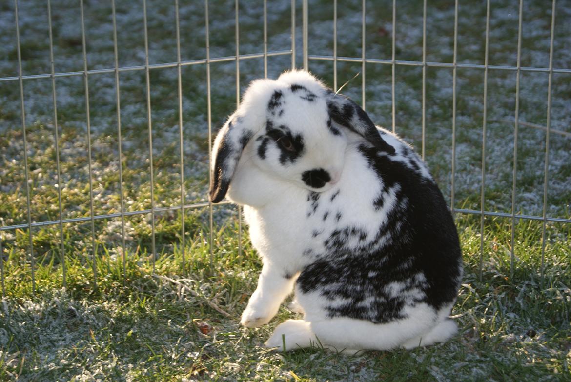 Kanin |DV| Aras´ Kasmira billede 23