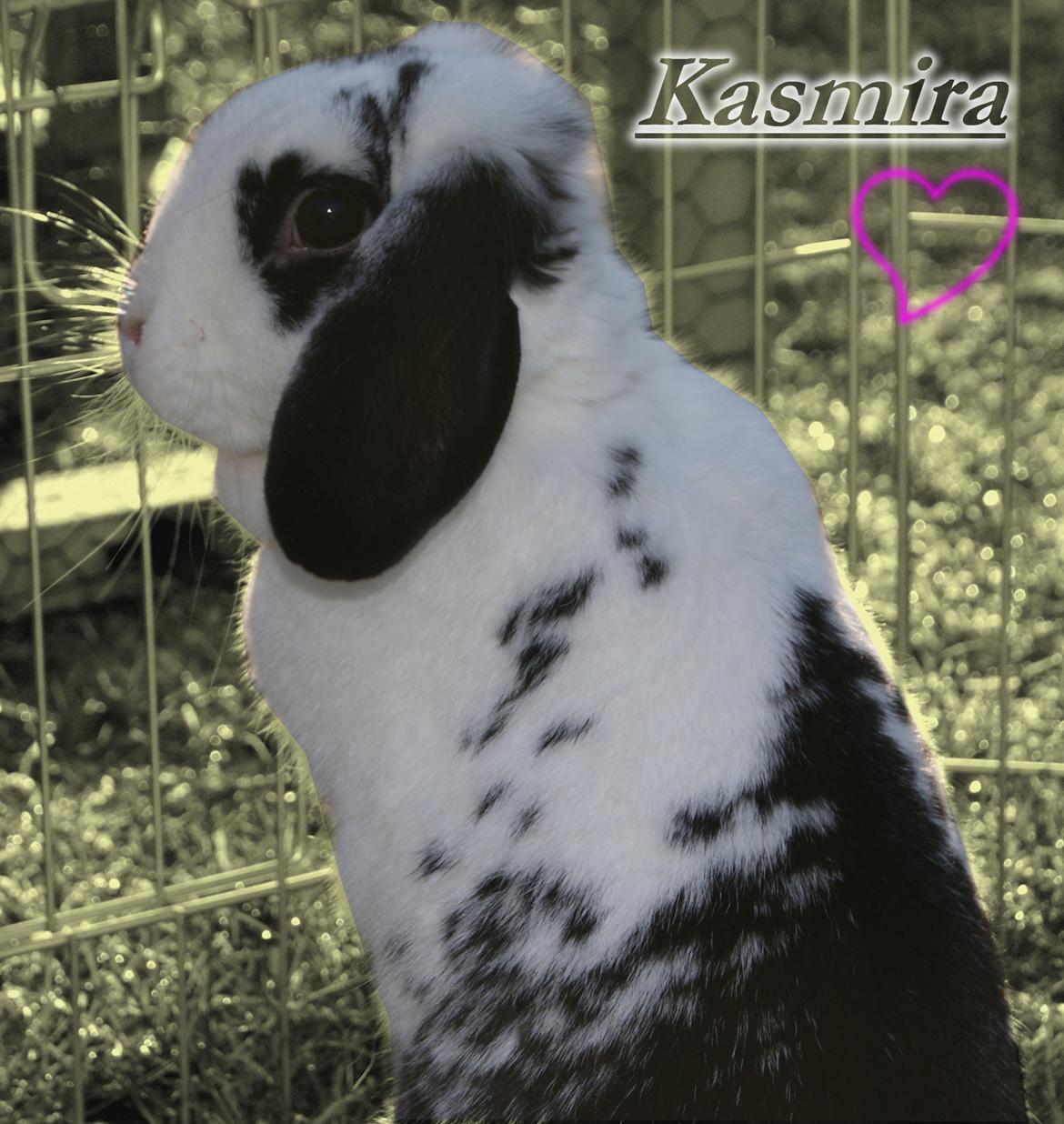 Kanin |DV| Aras´ Kasmira - Min lille nullegris :* billede 3