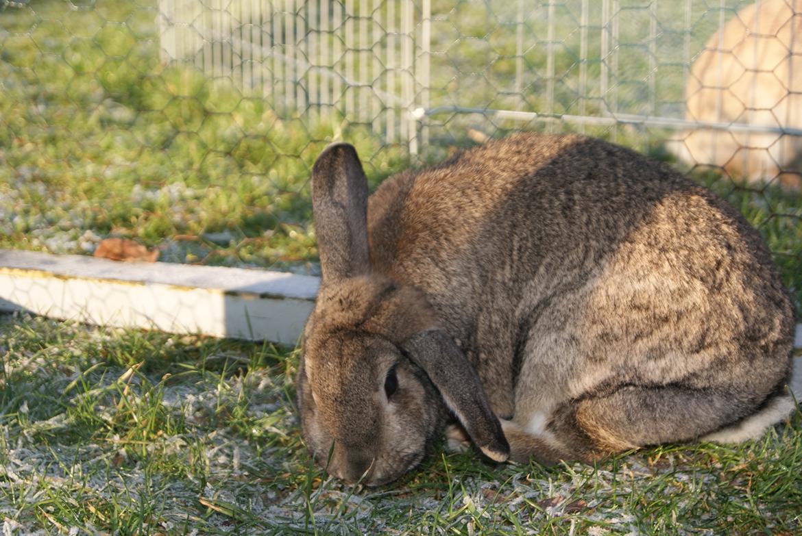 Kanin Ninus - Ninsen i det kolde :* billede 20