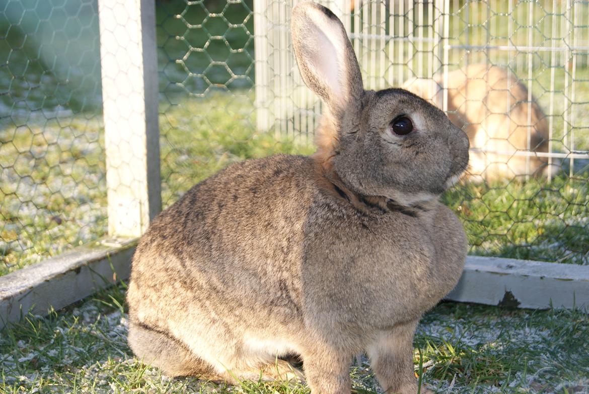 Kanin Ninus - Min virkelig smukke pige !!! <3 billede 21