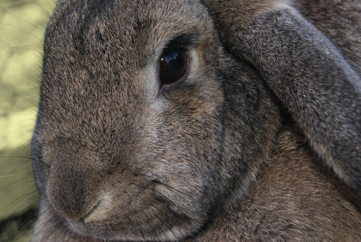 Kanin Ninus - Ninus <3 billede 2