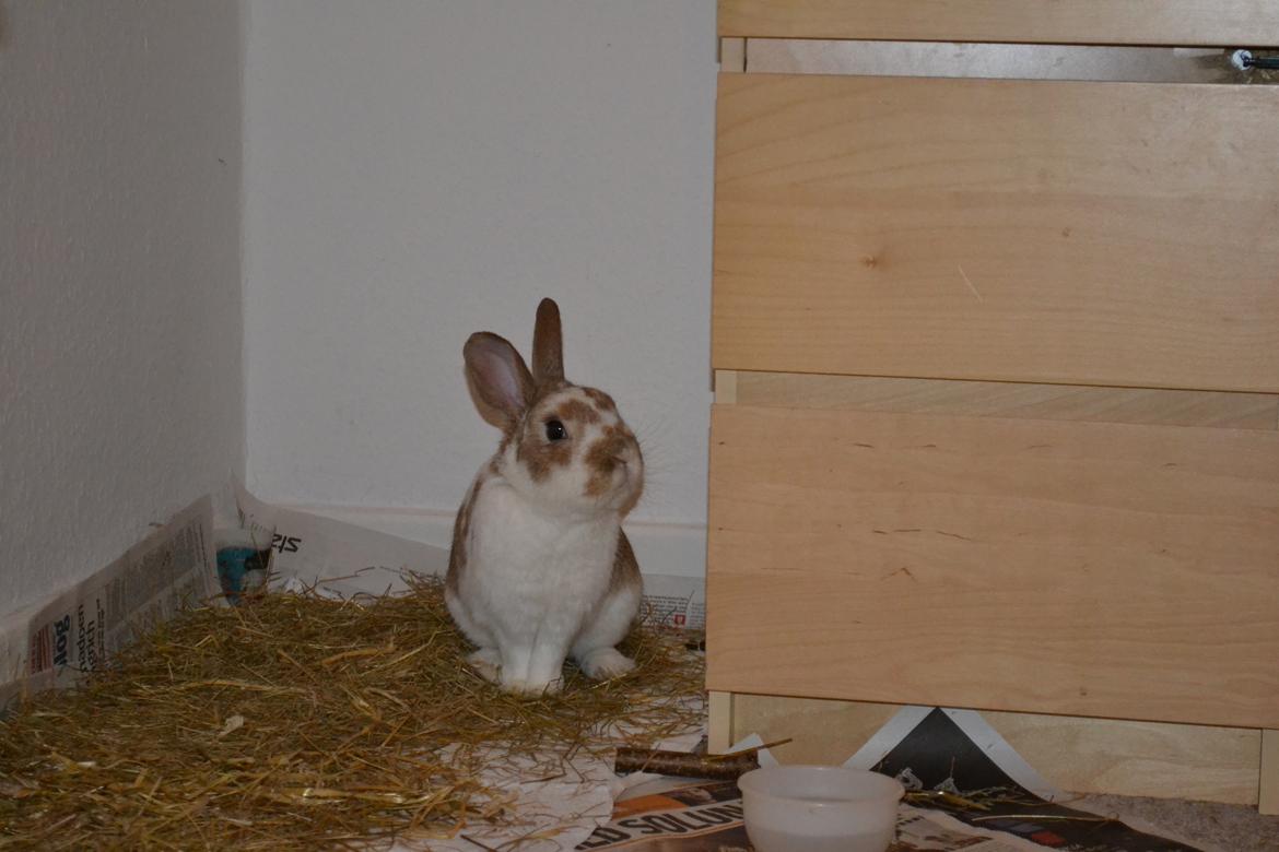 Kanin Princeton a.k.a Prins. billede 1