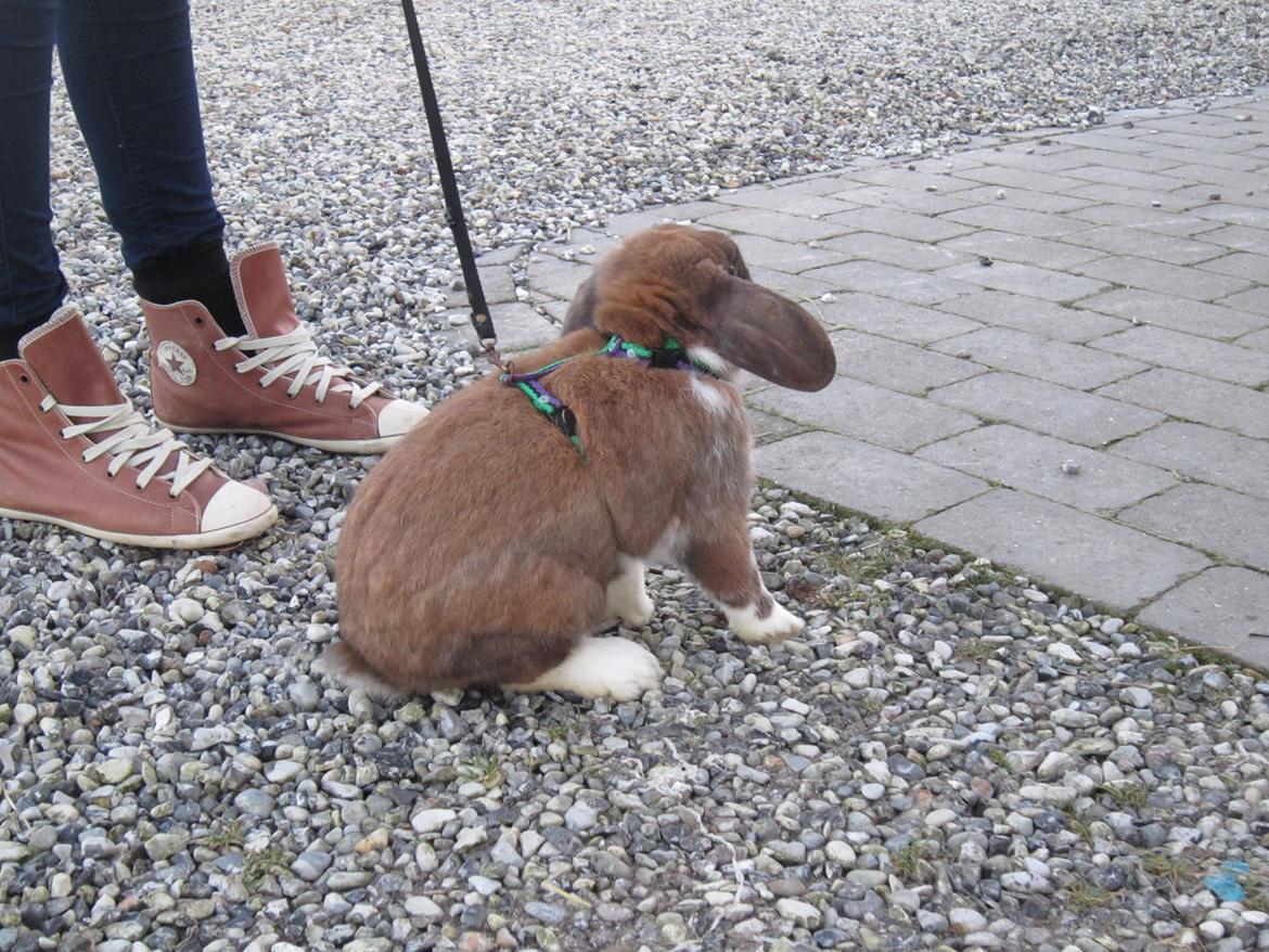 Kanin | Lykkes Furious Fusion  billede 2