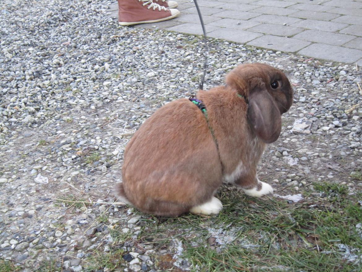 Kanin | Lykkes Furious Fusion  billede 5