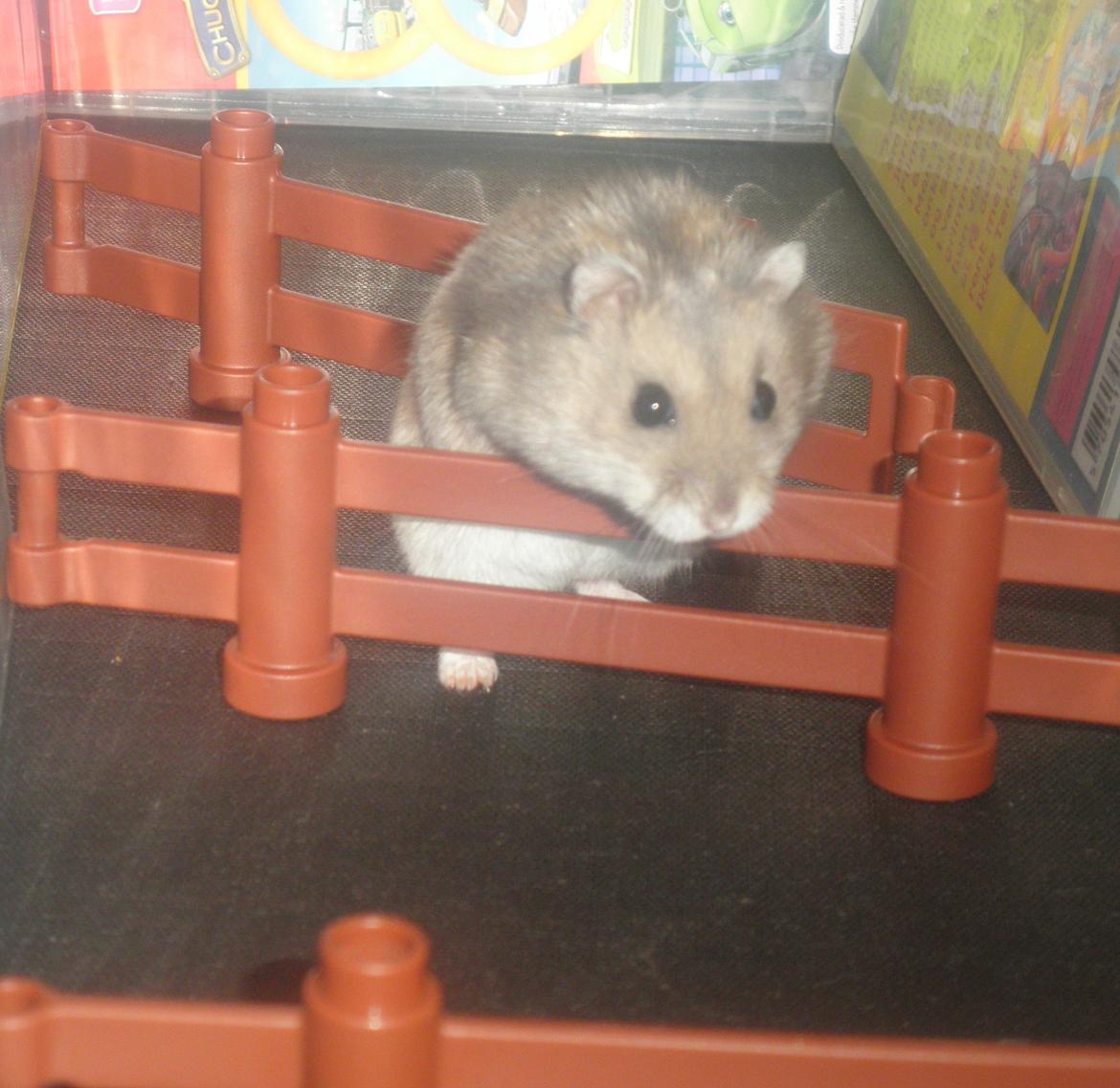 Dværghamster Alicia <3 *R.I.P* - 'Alicia springer :-D. - En af de første gange hun springer, og hun var ikke særlig gammel her<3. billede 7