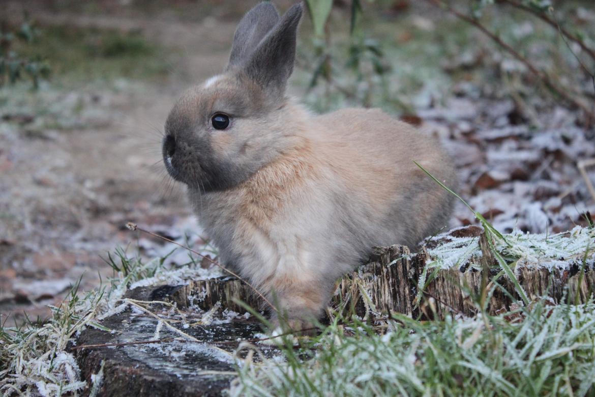 Kanin Dougs CoEa Eywa billede 7