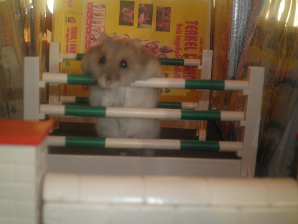 Dværghamster Alicia <3 *R.I.P* - Hun er ret cool! <3<3 Seje Alicia springer :-D. billede 14